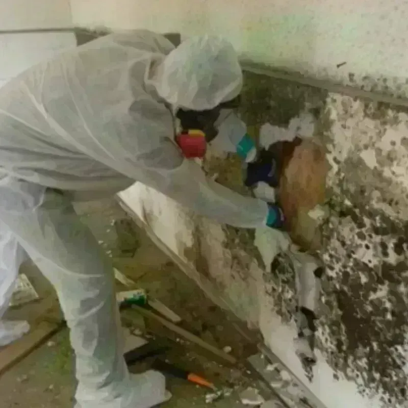 Mold Remediation and Removal in Vermilion Parish, LA